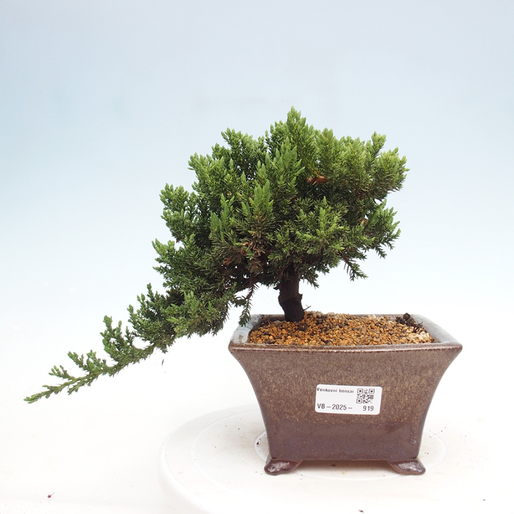 Bonsai im Freien - Juniperus procumbens - Niedergeworfener Wacholder