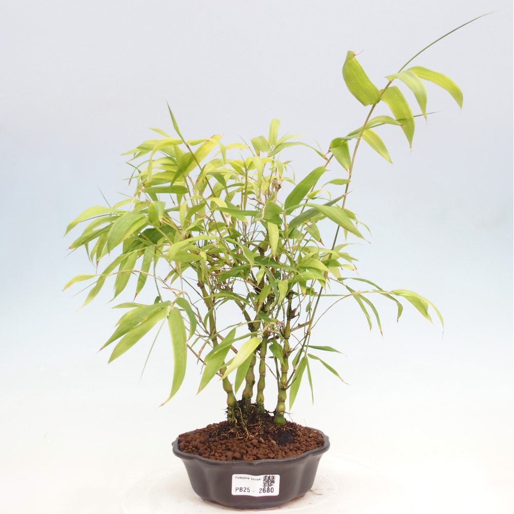 Zimmerbonsai - Bambus-Buddha-Bambus-Buddha-Bauch