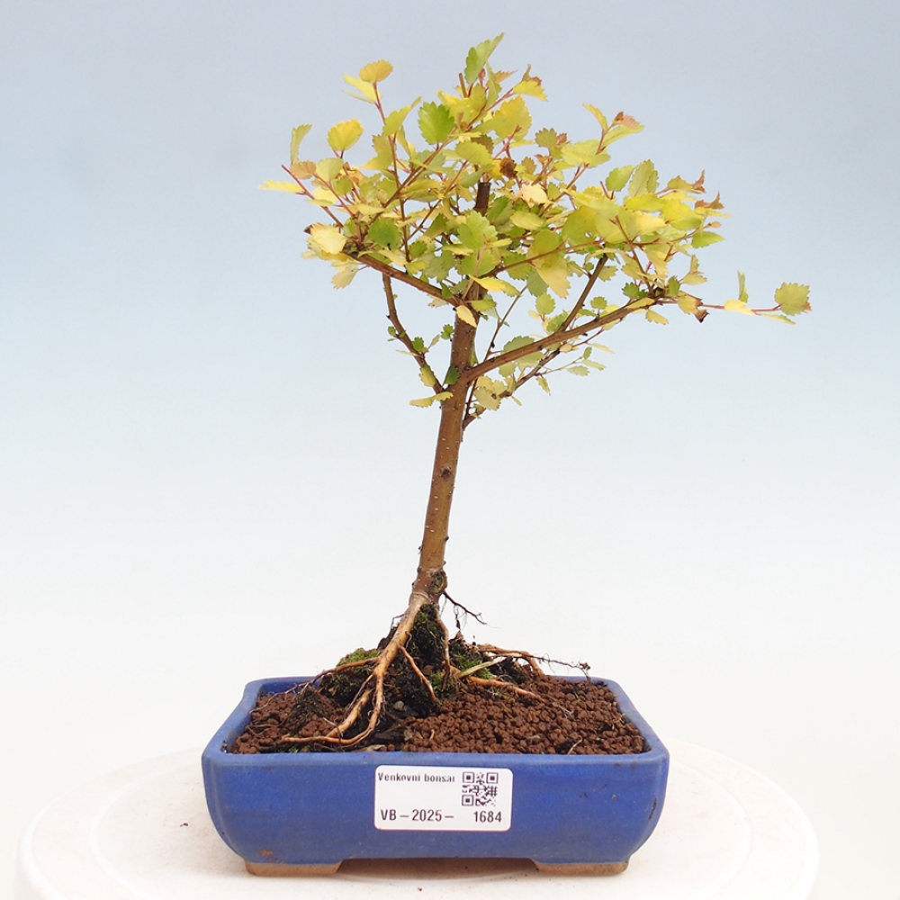 Bonsai im Freien - Zwergbirke - Betula NANA Treasure