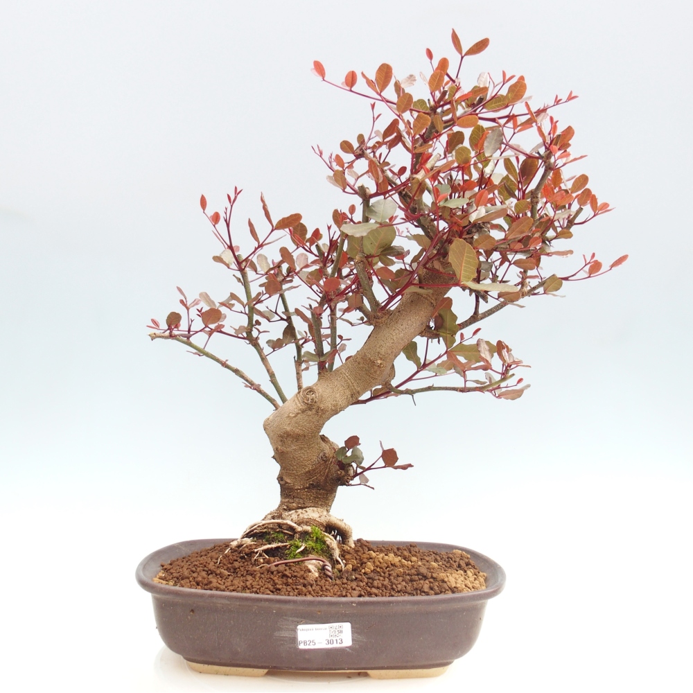 Zimmerbonsai - Rohovnik obecny, svatojansky Brot-Ceratonia sp.