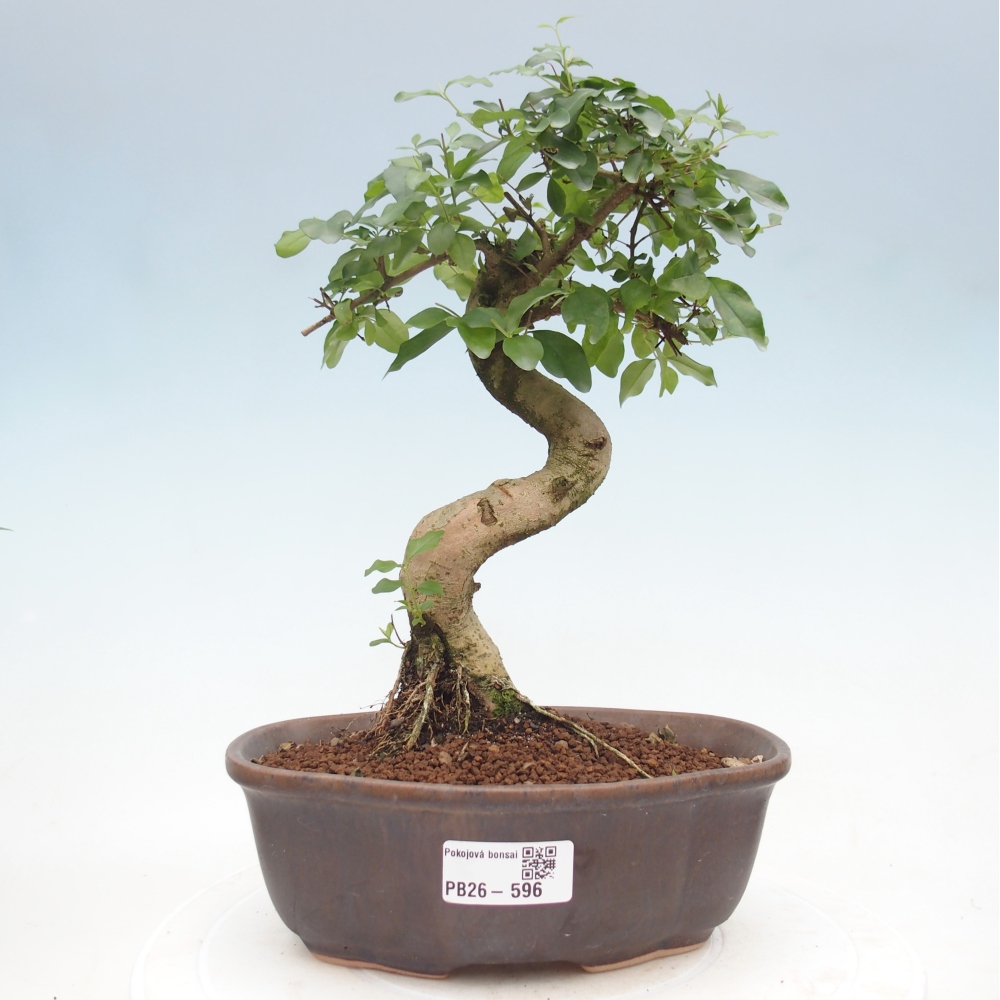 Zimmer Bonsai -Ligustrum chinensis - Vogelschnabel