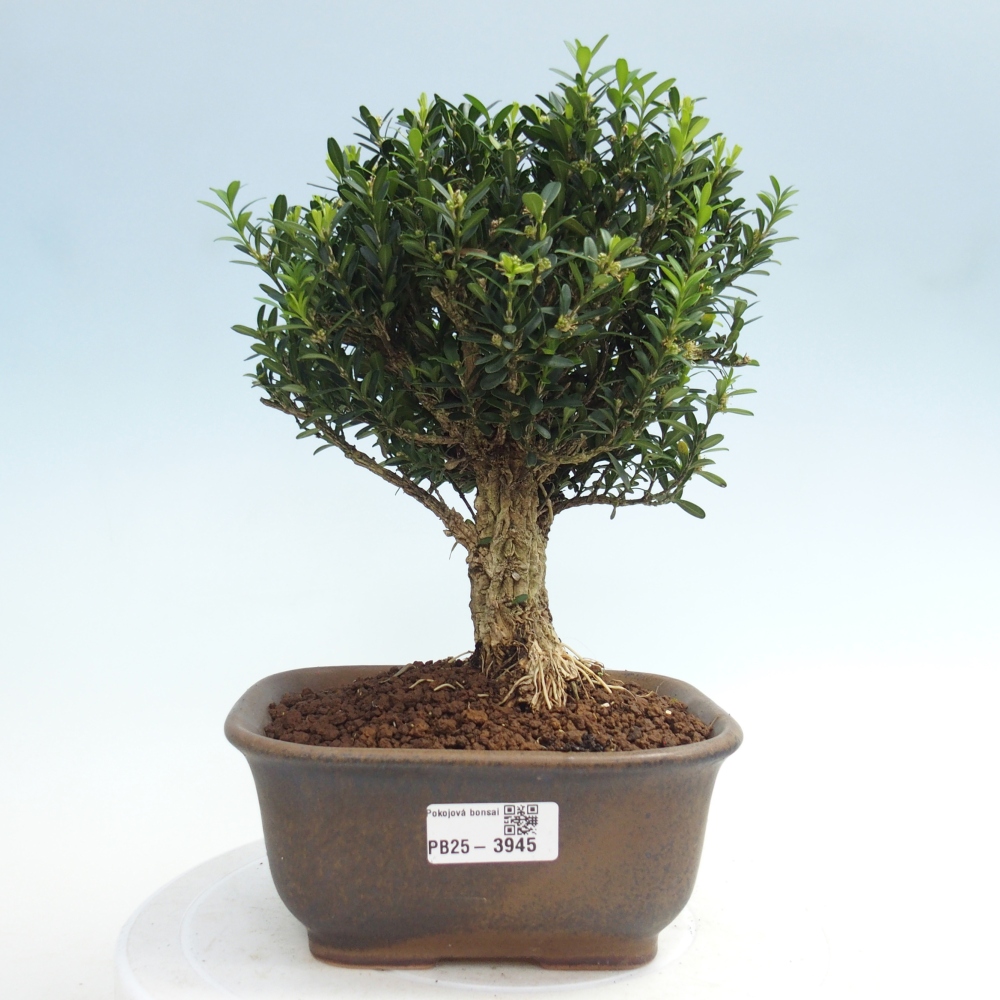 Zimmer Bonsai - Buxus harlandii - Korkbuxus