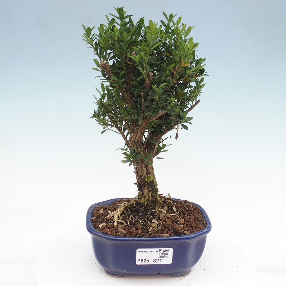 Zimmerbonsai - Buxus harlandii - Korkbuchsbaum