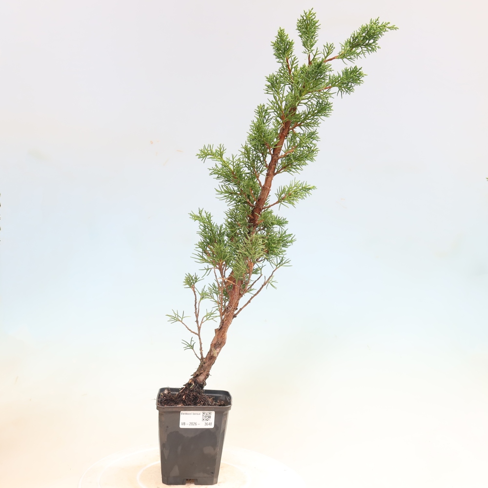 Bonsai für draußen - Juniperus chinensis Kishu