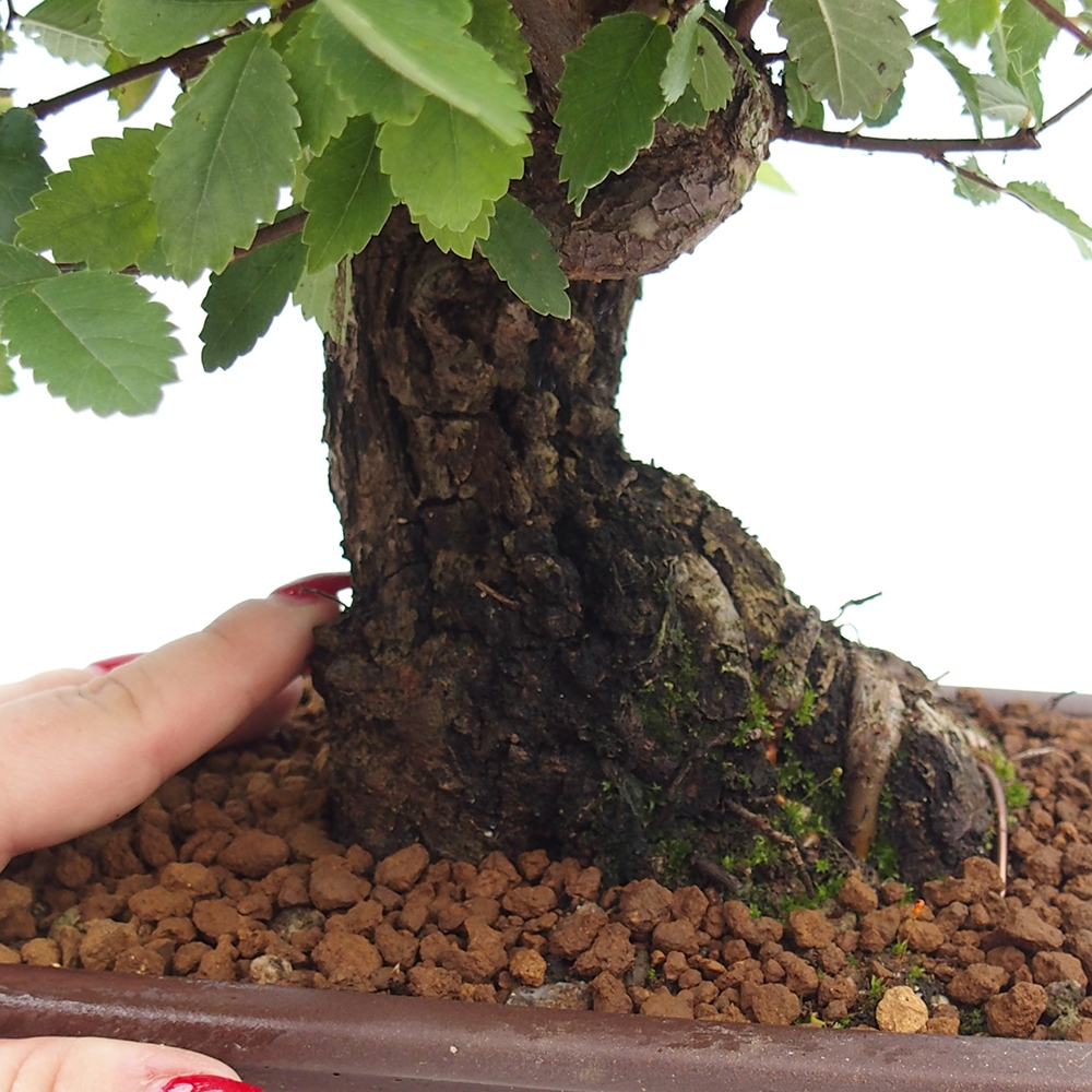 Bonsai im Freien - Zelkova - Zelkova serrata