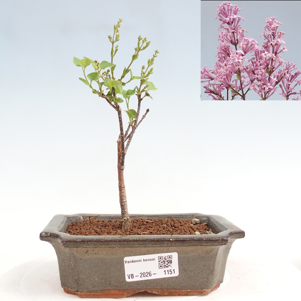 Bonsai für draußen - Syringa Meyeri Palibin - Meyer's Flieder
