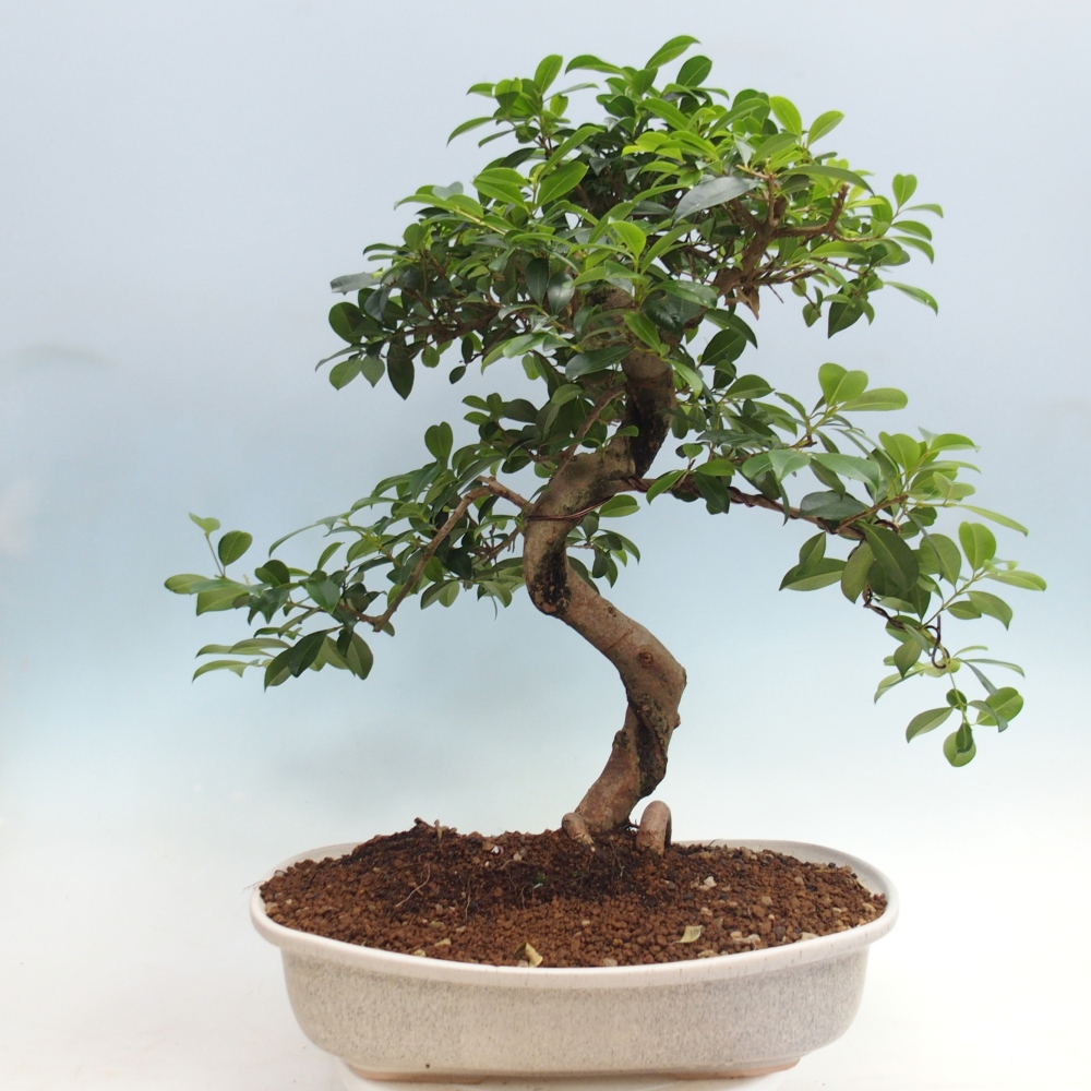 Zimmerbonsai - Australische Kirsche - Eugenia uniflora - NUR PERSÖNLICHE ABHOLUNG oder Palettentransport