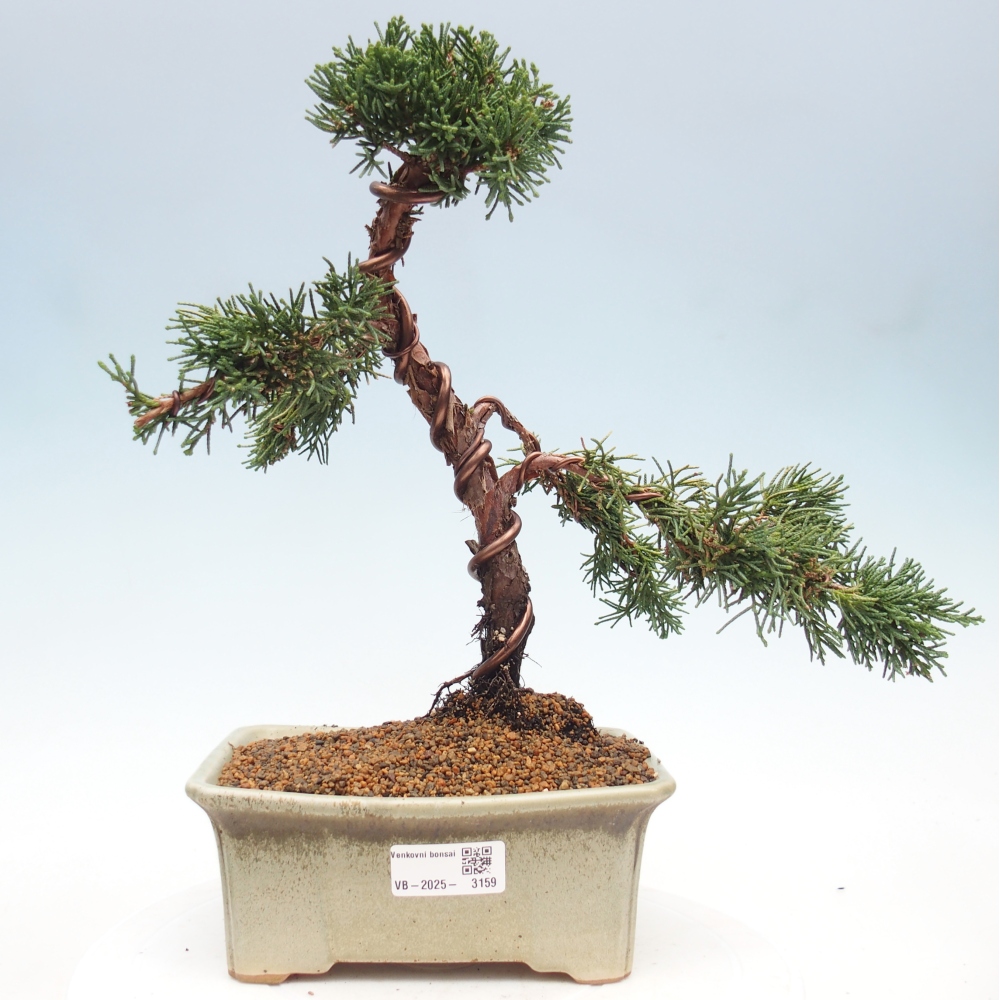 Outdoor-Bonsai - Juniperus chinensis Kishu - Chinesischer Wacholder