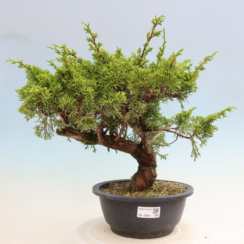 Bonsai für draußen - Juniperus chinensis Itoigawa-Juniperus chinensis
