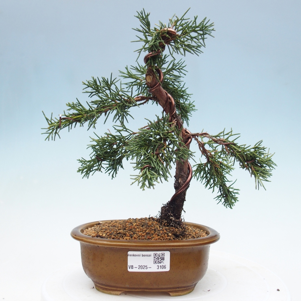 Bonsai im Freien - Juniperus chinensis Kishu - Chinesischer Wacholder