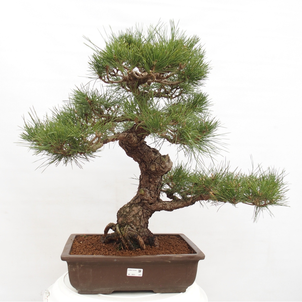 Outdoor-Bonsai - Pinus thunbergii - Thunbergkiefer