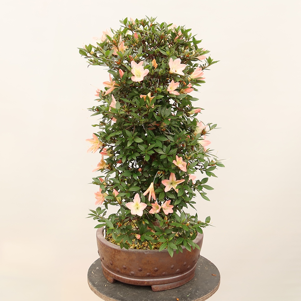 Bonsai für draußen - Japanische Azalee - Azalee CHIHIRO