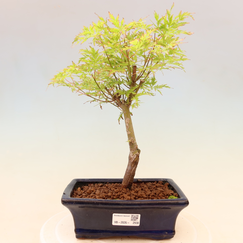 Bonsai für draußen - Acer palmatum Dissectum