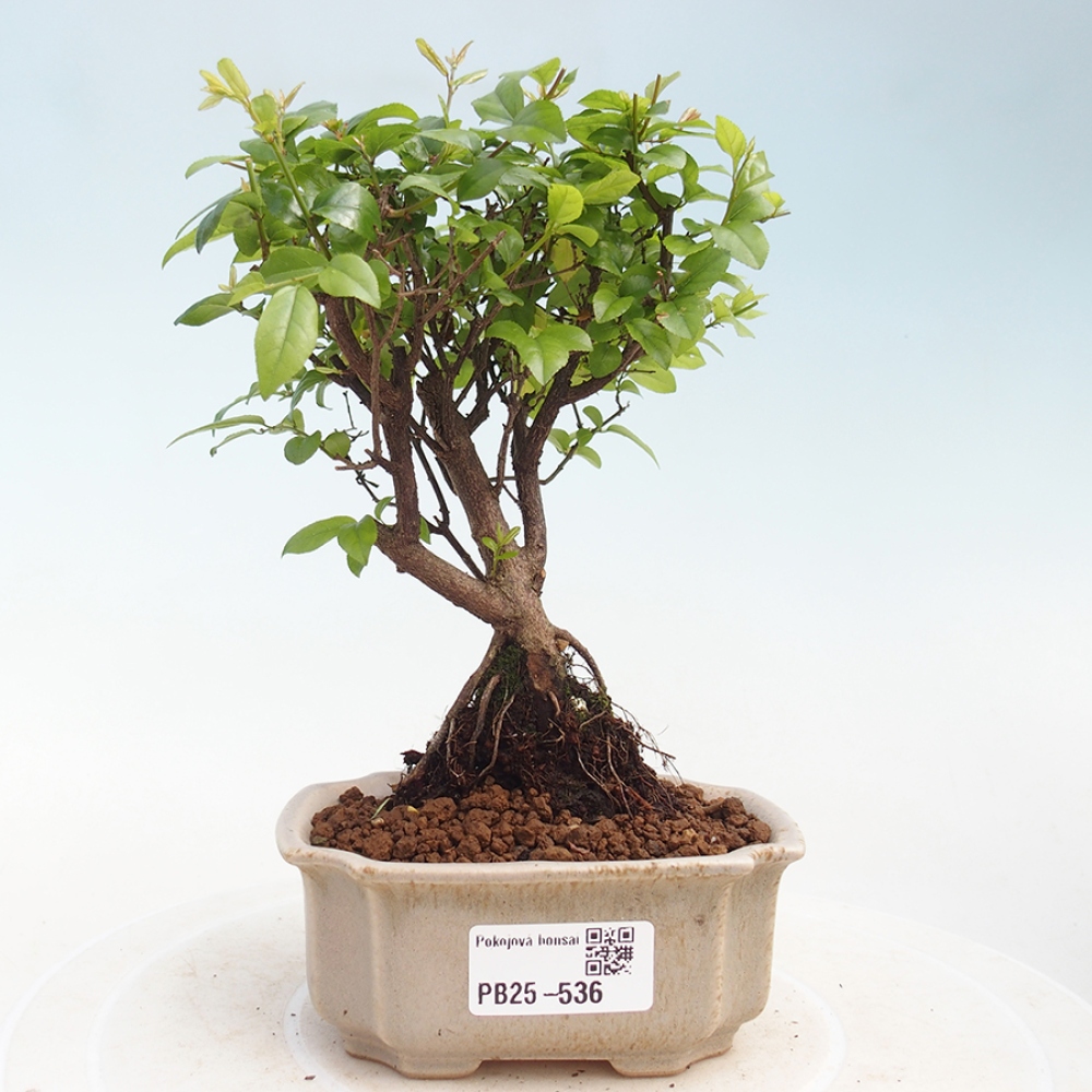 Innenbonsai - Sagerécie Thea - Sagerécie Thea