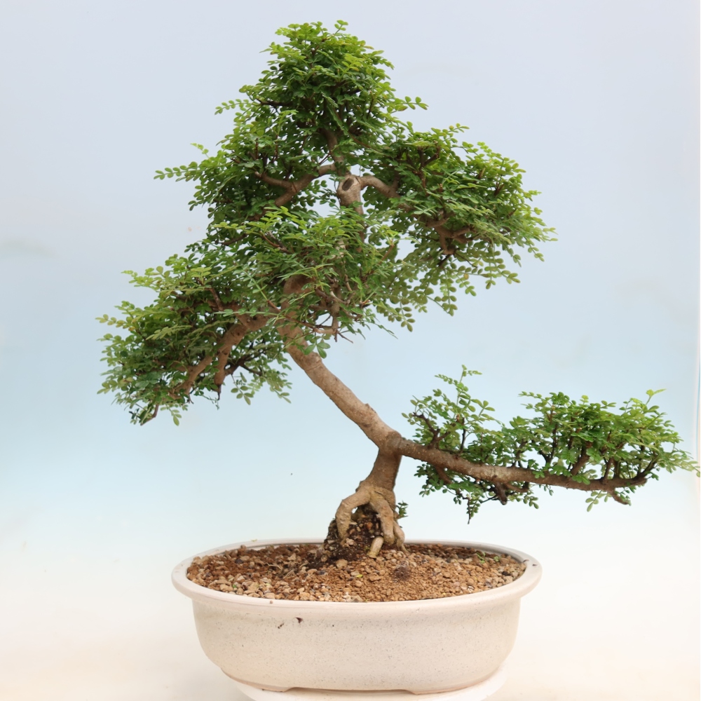 Zimmer Bonsai - Zantoxylum piperitum - Pfefferbaum