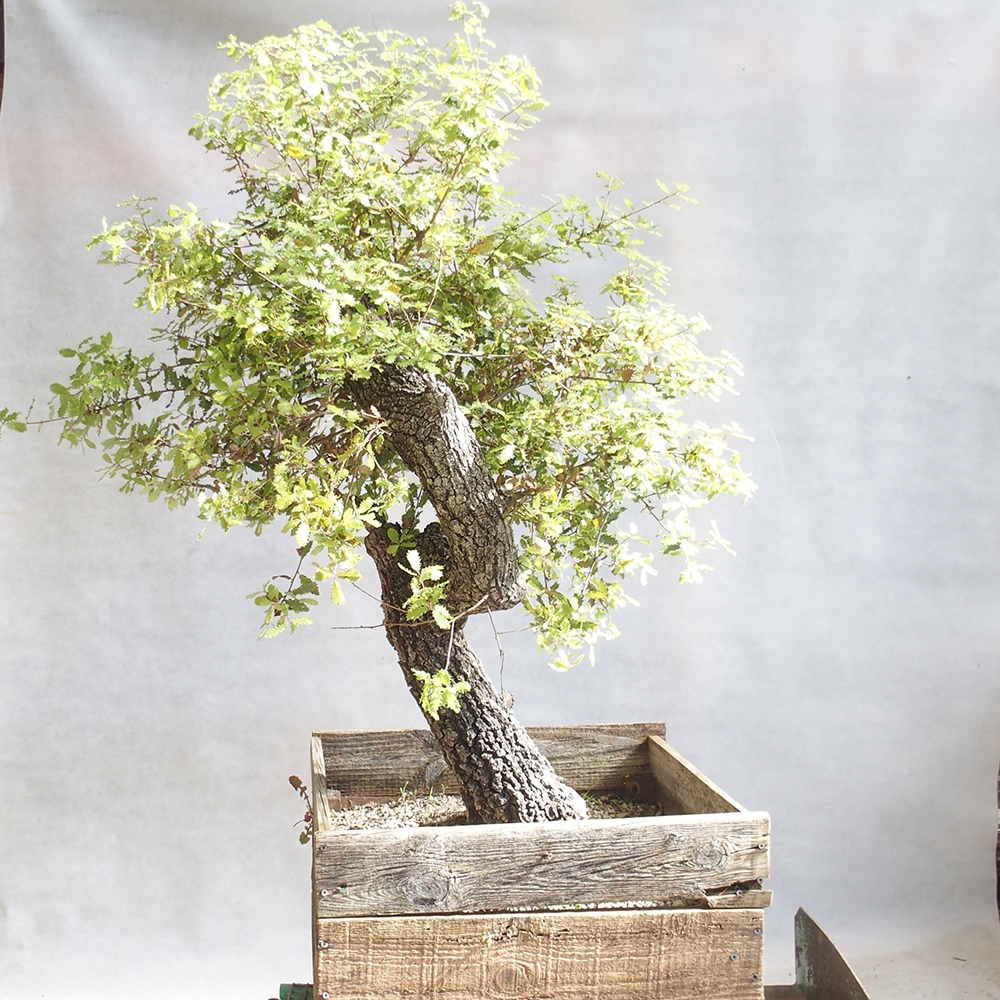 Freilandbonsai Quercus Cerris - Eiche Cer