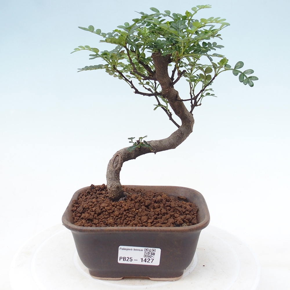 Indoor-Bonsai - Zantoxylum piperitum - Pfefferminze
