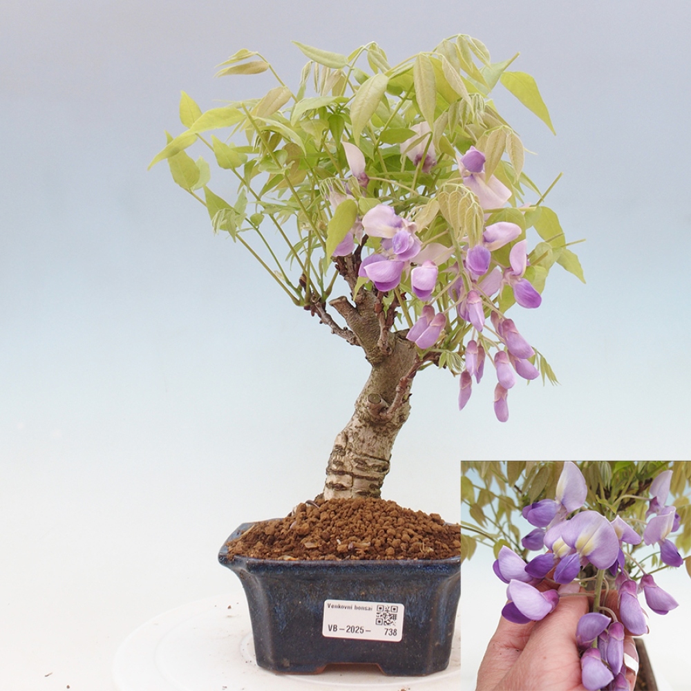 Bonsai im Freien - Wisteria floribunda - Wisteria floribunda