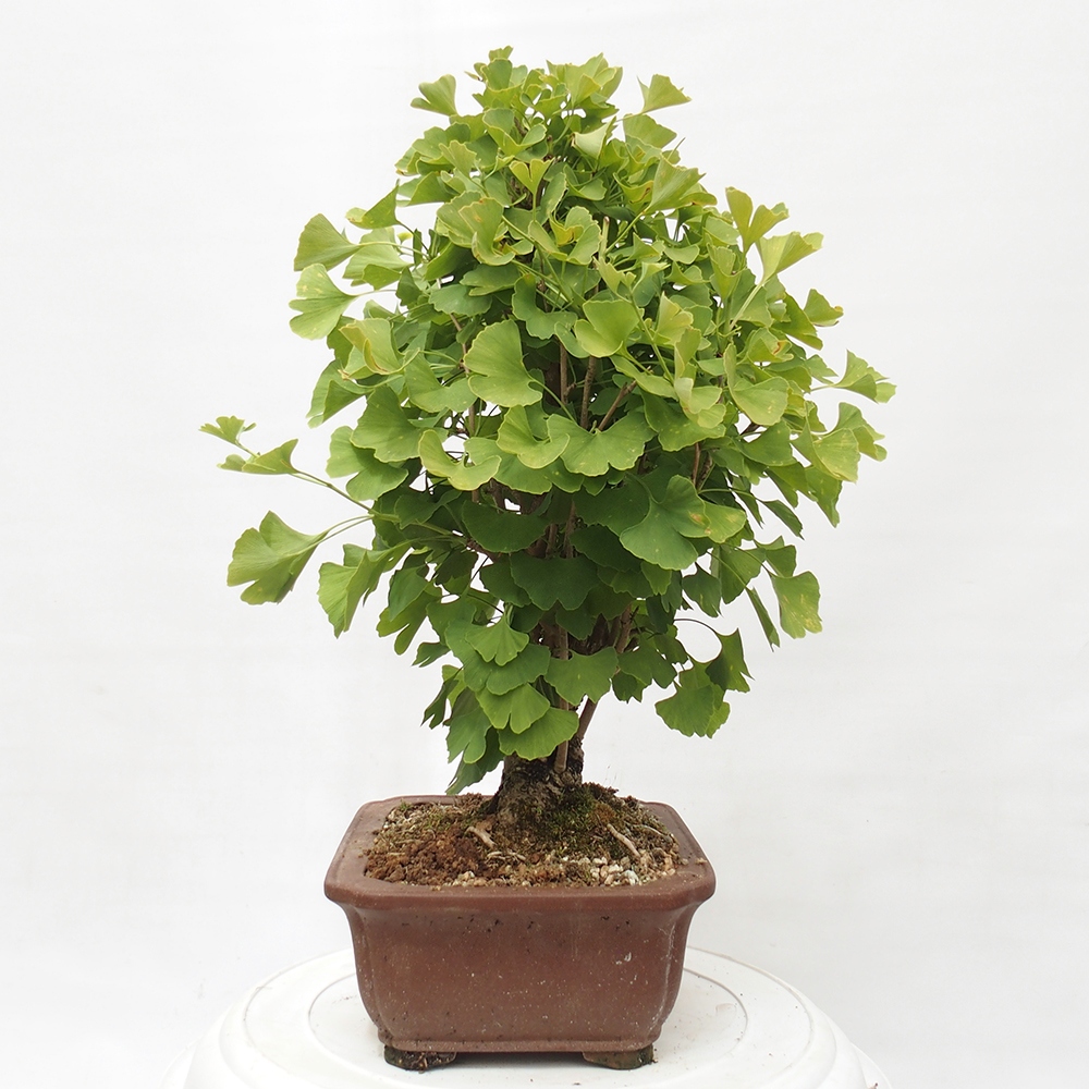 Bonsai im Freien - Jinan biloba - Ginkgo biloba