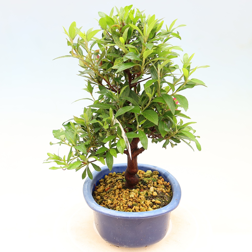 Bonsai für draußen - Japanische Azalee - Azalee CHIHIRO