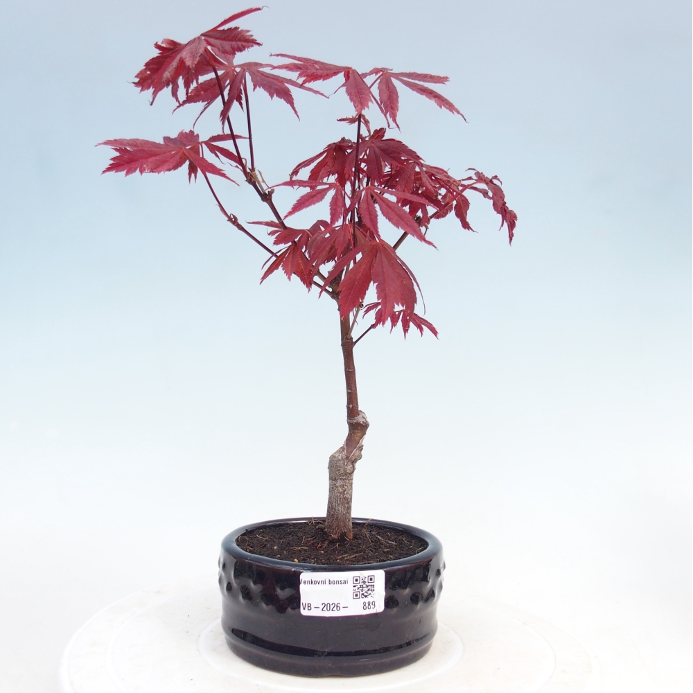 Bonsai für draußen - Acer-Palme. Atropurpureum-Javor palmate