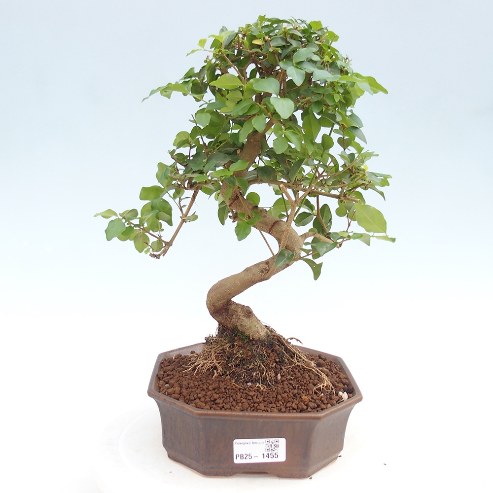 Indoor Bonsai -Ligustrum chinensis - Vogelschnabel