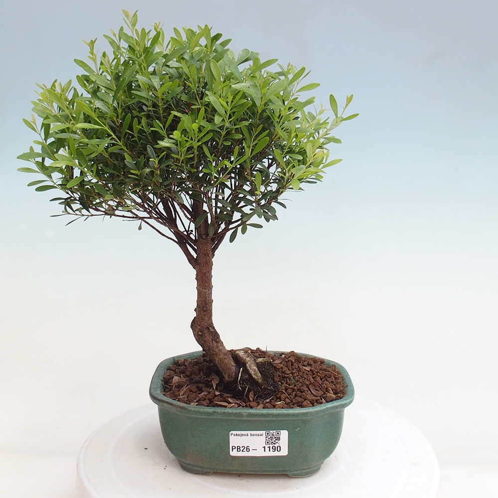 Zimmer Bonsai - Syzygium - Piment