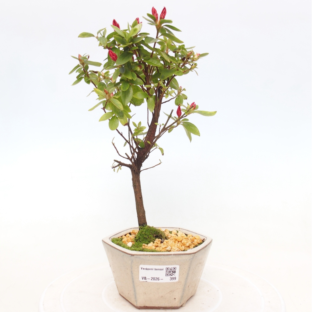 Bonsai für draußen - Japanische Azalee - Azalea sp.