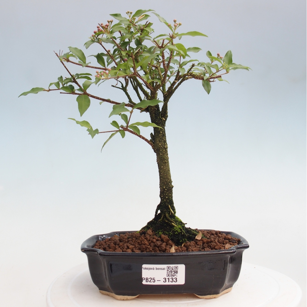 Zimmerbonsai - Malpighia coccigera - Barbdor-Kirsche