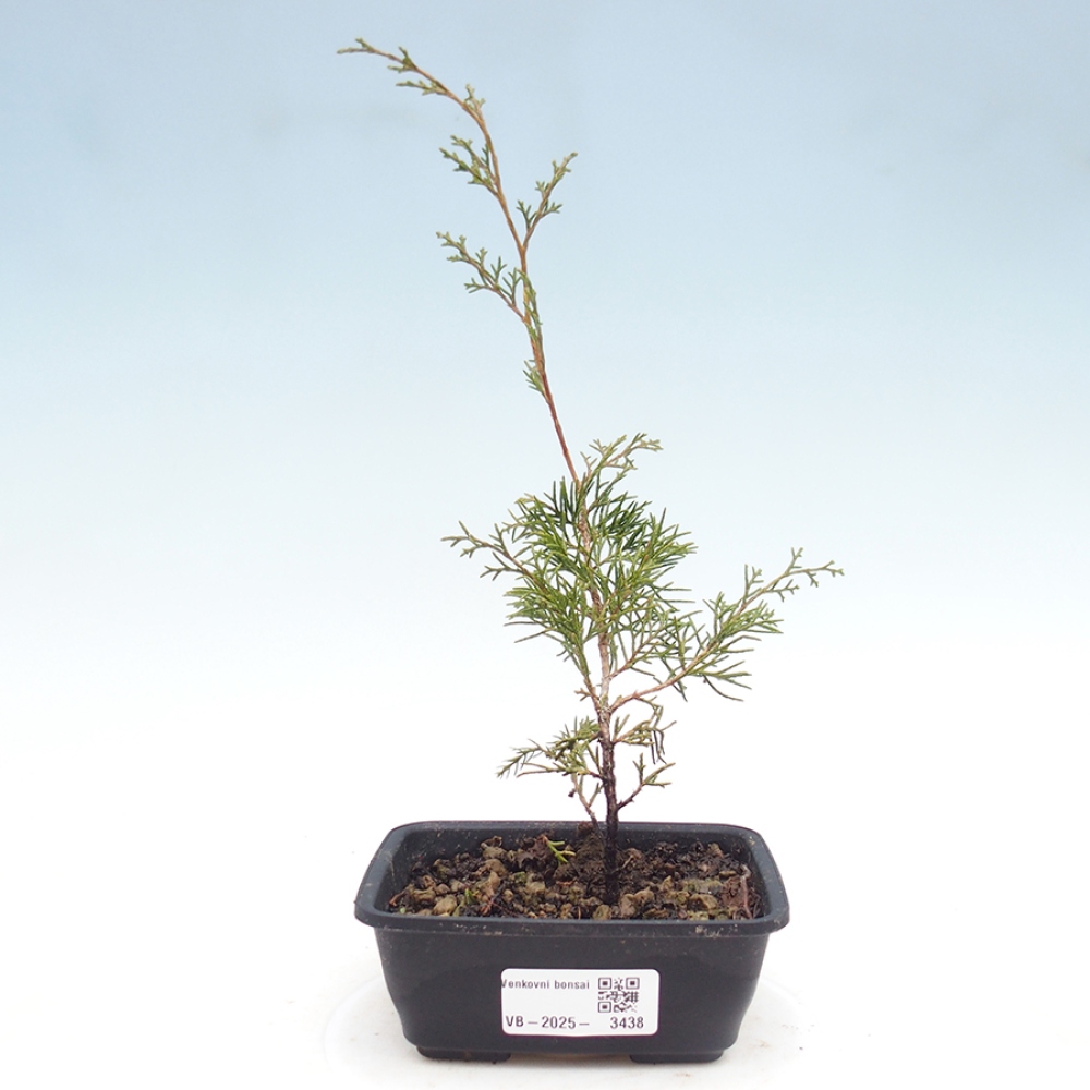 Bonsai für draußen - Juniperus chinensis Itoigawa