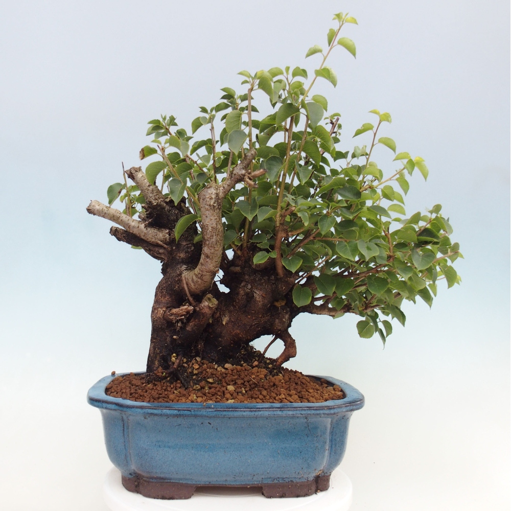 Bonsai im Freien - Mahalebka - Prunus mahaleb