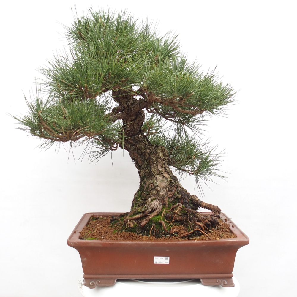 Outdoor-Bonsai - Pinus thunbergii - Thunbergkiefer