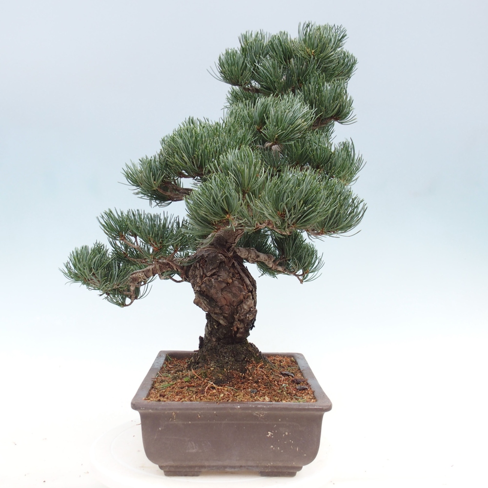 Bonsai im Freien - Pinus parviflora - kleine Kiefer
