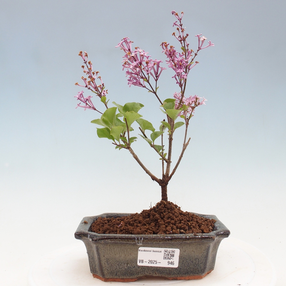 Bonsai im Freien – Syringa Meyeri Palibin – Meyers Flieder