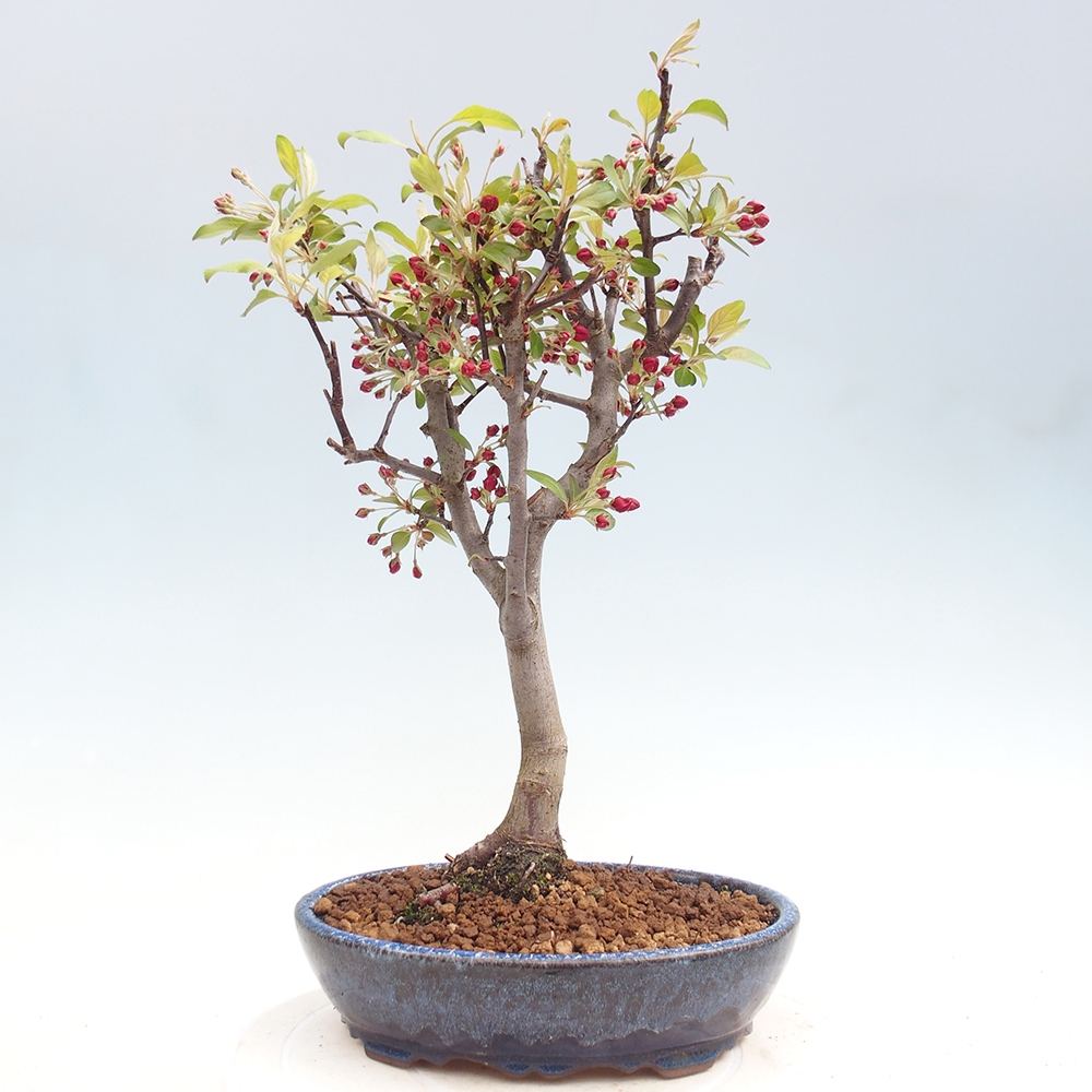 Outdoor-Bonsai -Malus domestica - Kleinfrüchtiger rotblättriger Apfelbaum