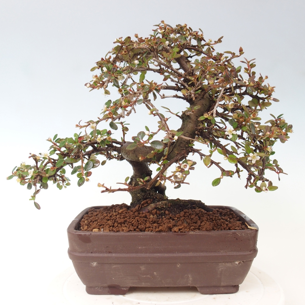 Freiland-Bonsai-Cotoneaster dammeri - Damer's Rock