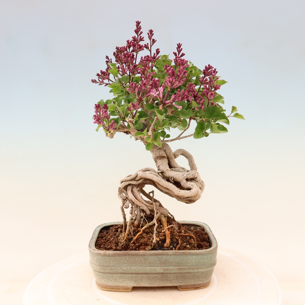 Bonsai für draußen - Syringa microphylla - Kleinblütiger Flieder
