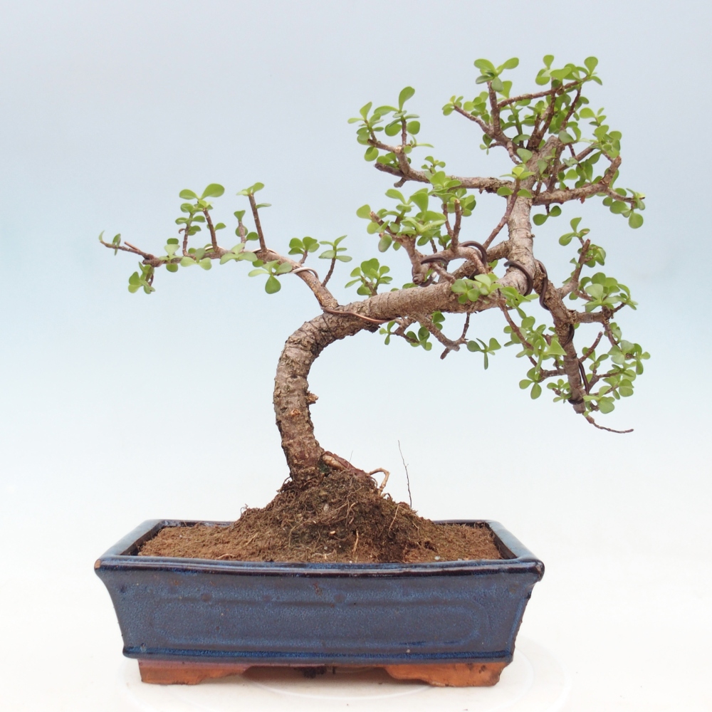 Zimmer Bonsai - Portulakaria Afra - Tlustice