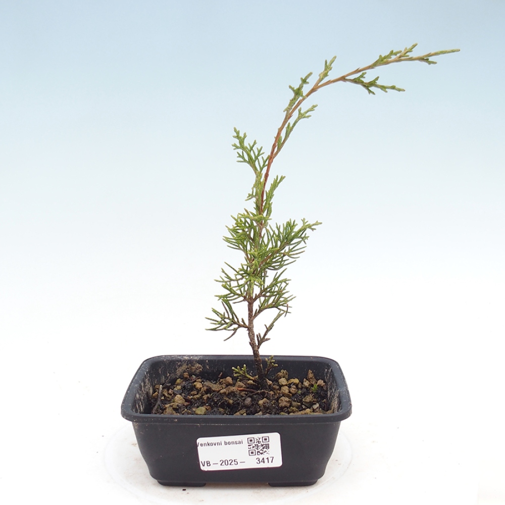 Bonsai für draußen - Juniperus chinensis Itoigawa