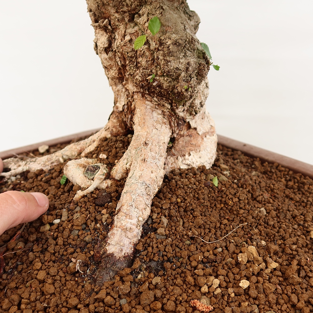 Bonsai im Freien - Carpinus Coreana - Koreanische Hainbuche