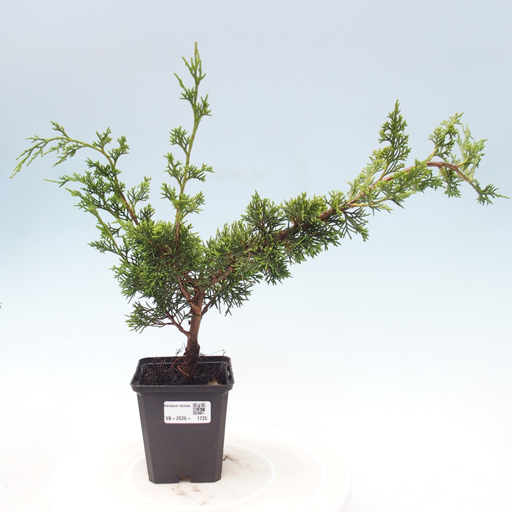 Bonsai für draußen - Juniperus chinensis Itoigawa