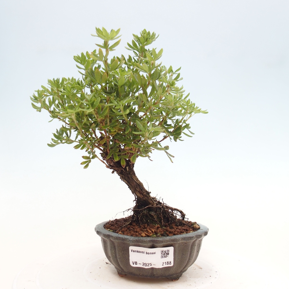 Outdoor-Bonsai-Fingerkraut - Potentila fruticosa gelber Vogel