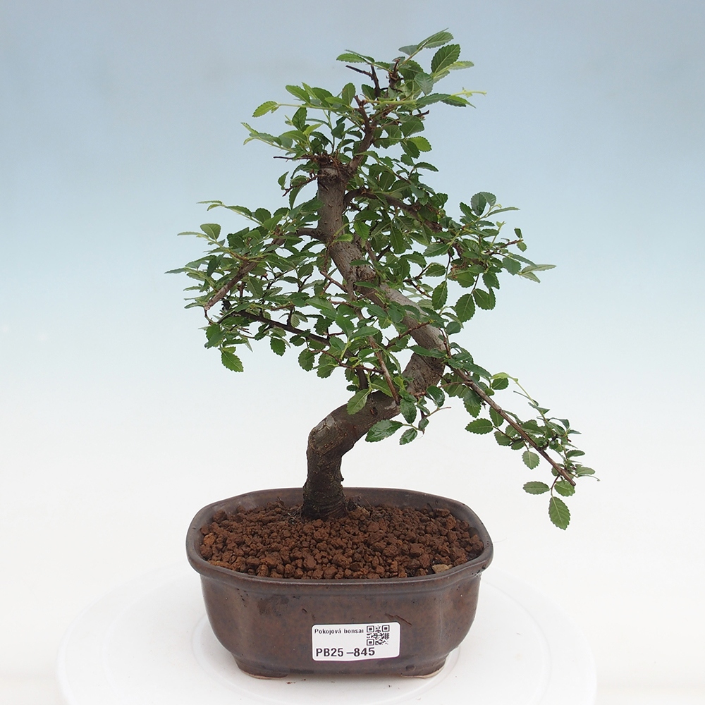 Zimmer Malolistý Ulme Bonsai