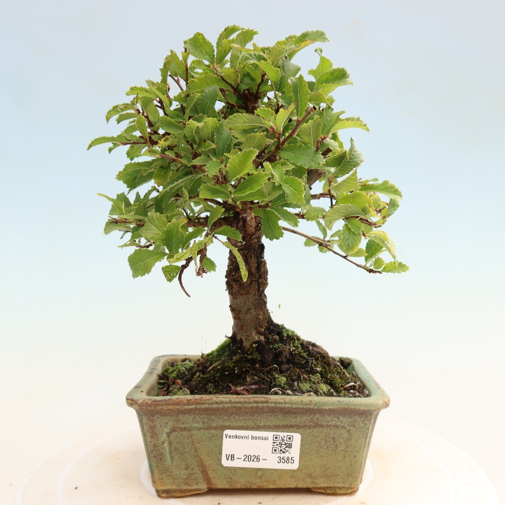 Bonsai für draußen - Zelkova - Zelkova NIRE