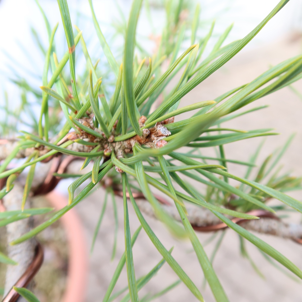 Pinus sylvestris Spanien – Waldkiefer