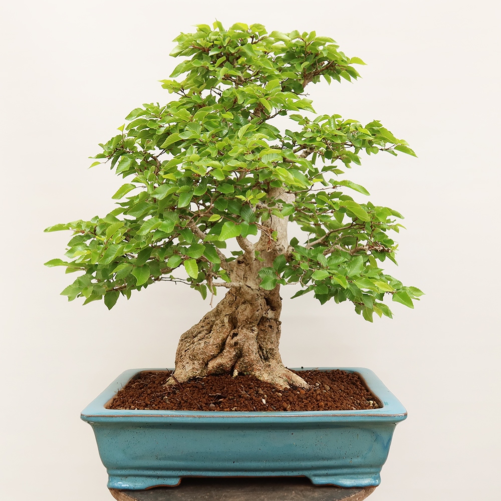 Bonsai im Freien - Carpinus Coreana - Koreanische Hainbuche