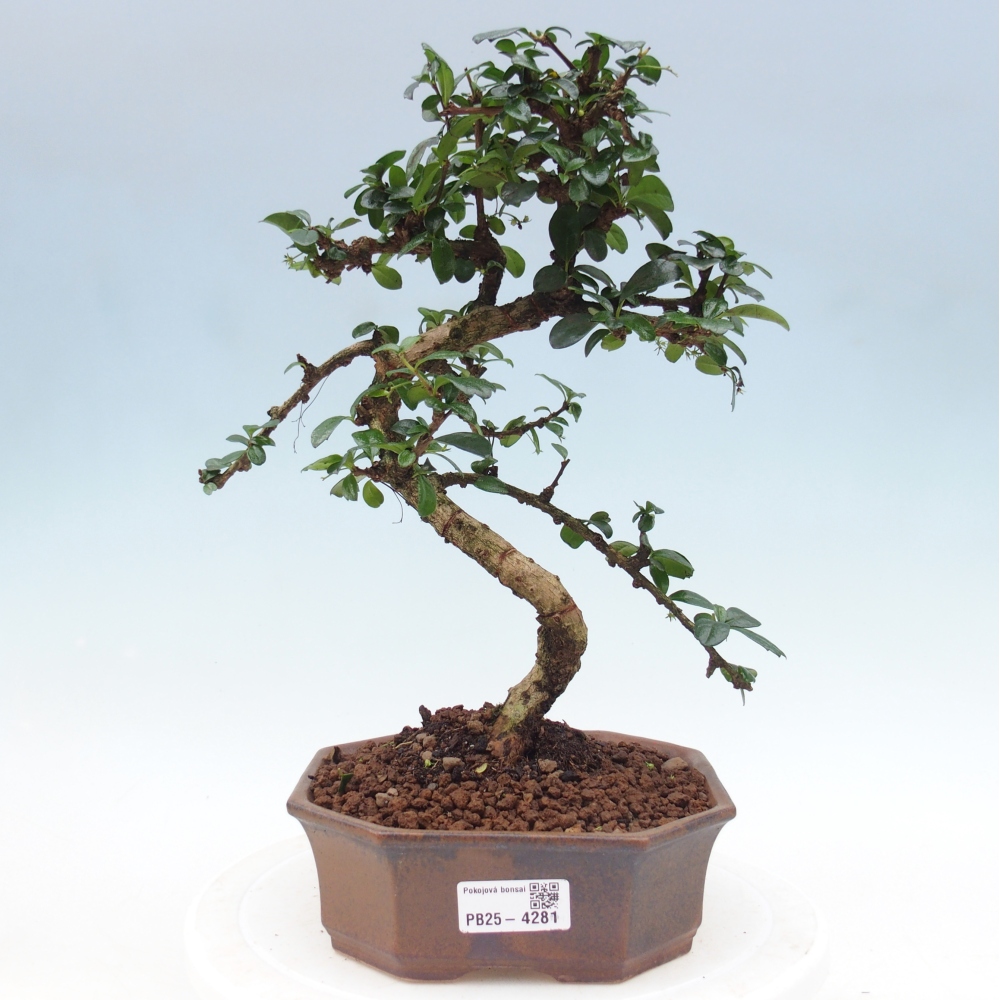 Zimmer-Bonsai - Carmona macrophylla - Tee-Fuki