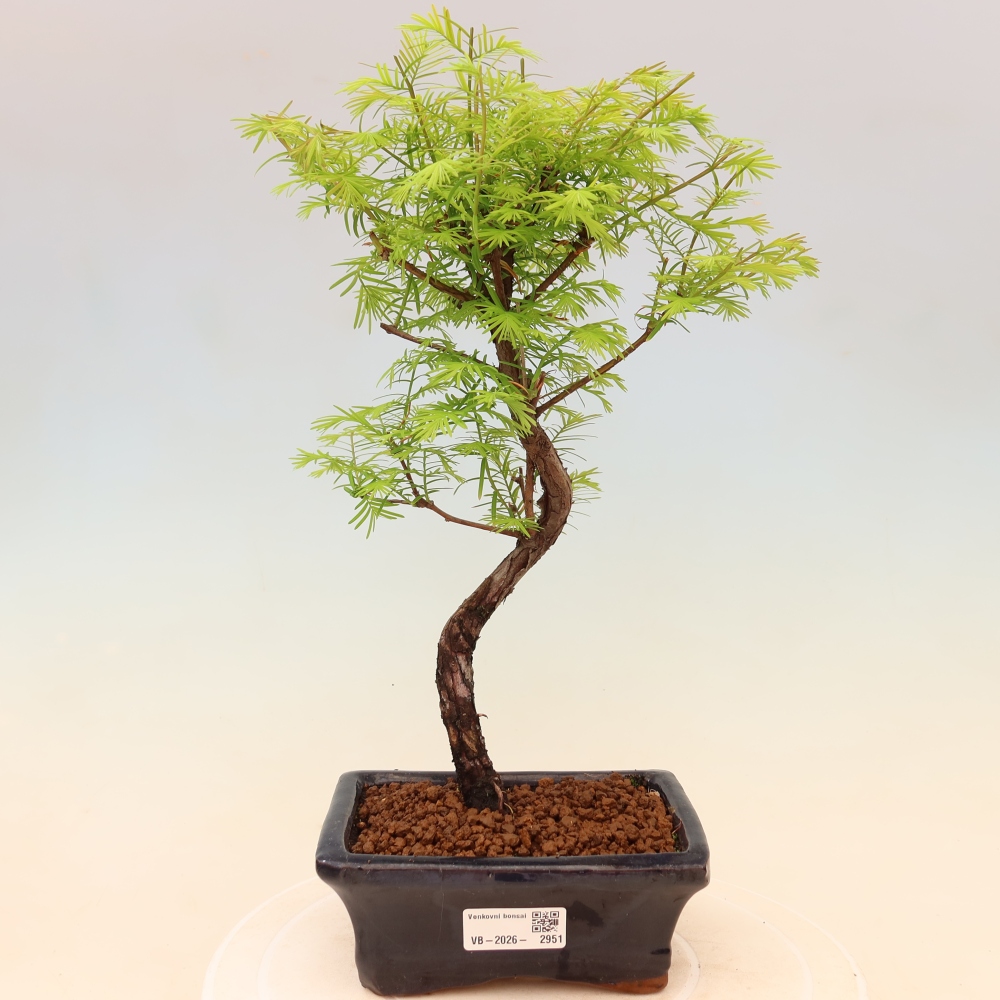 Bonsai für draußen - Metasequoia glyptostroboides - Chinesische Metasequoia