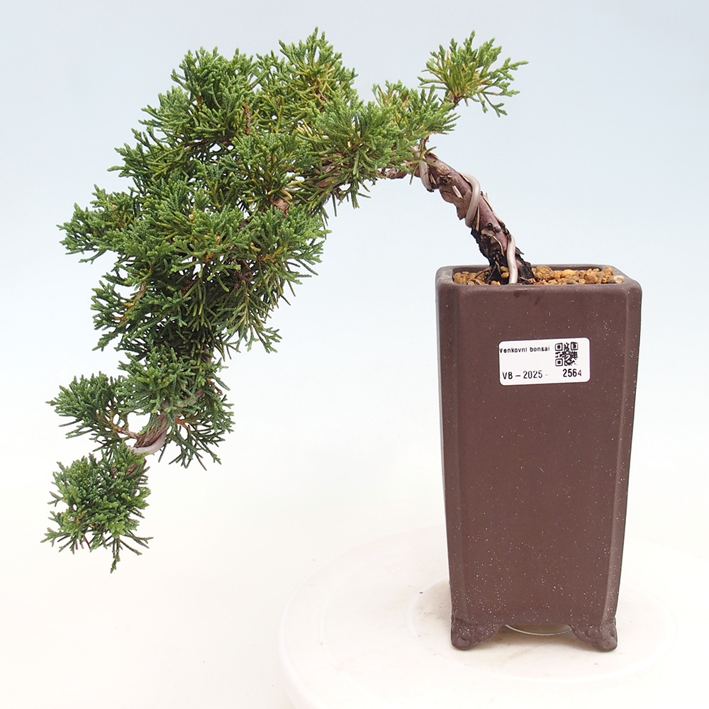 Bonsai im Freien - Juniperus chinensis Kishu - Chinesischer Wacholder