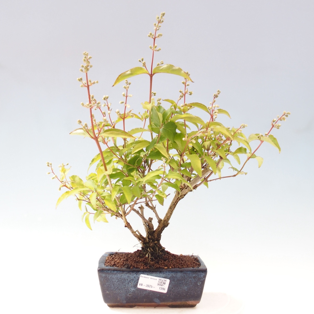 Outdoor bonsai - Deutzia scabra Candidissima - Trojpuk